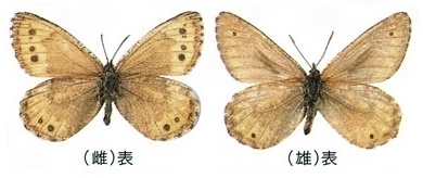 タカネヒカゲとは？ 意味や使い方 - コトバンク