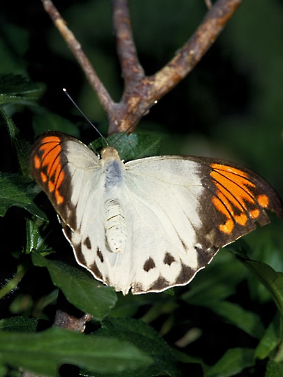 ツマベニチョウ♂♀標本☆バングラディッシュ産☆入手困難地域・貴重