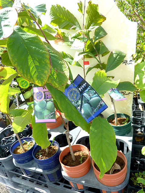 ポポー ミッチェル （接ぎ木・鉢入り）