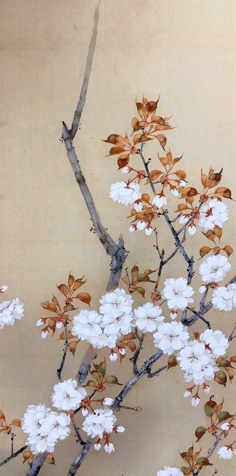 桜花小禽｜新・古美術 高美堂（こうびどう）｜掛軸販売・通販・買取