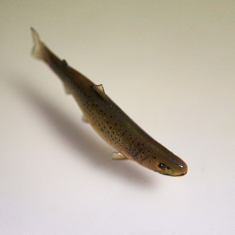 魚にまつわるハンドメイド雑貨｜トラウトオブジェ・ブラウントラウト