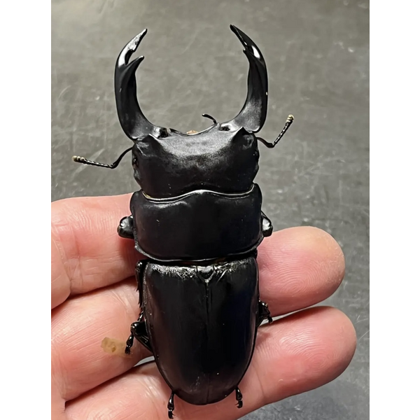 能勢 YG血統866系新能勢YGオオクワガタ 新成虫・単83.0mm ［同腹90.8mm］