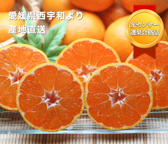 柑橘王国・愛媛県西宇和地方より産地直送！お試しみかんのご予約受付中