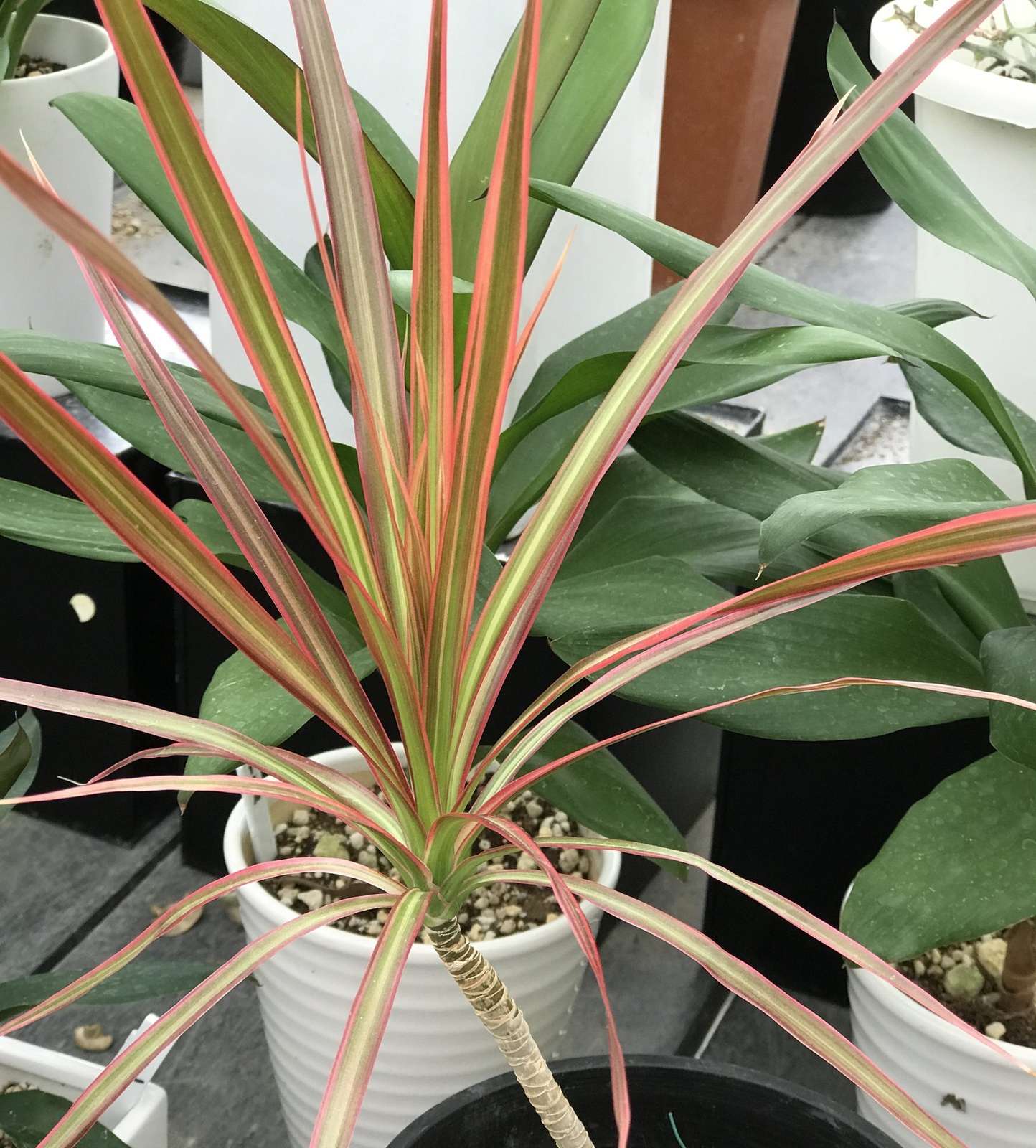 ドラセナ・コンシンネ・レインボー – 観葉植物の紹介