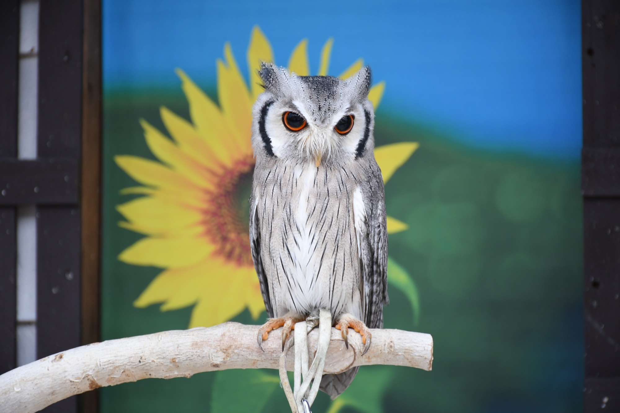 掛川花鳥園】日本一有名なアフリカオオコノハズクのポポちゃん特集