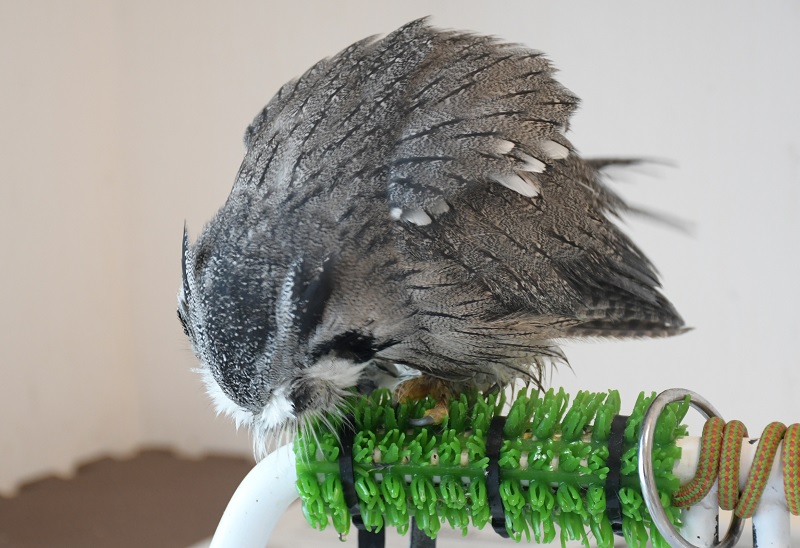 猛禽類の止まり木に必須。パーチに巻く人工芝の取り換え時期は