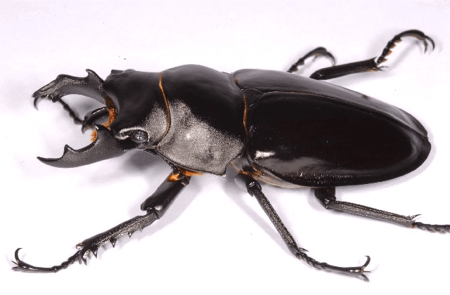 マキシムスマルバネクワガタ | クワガタ・カブトムシ飼育情報 | 月夜野