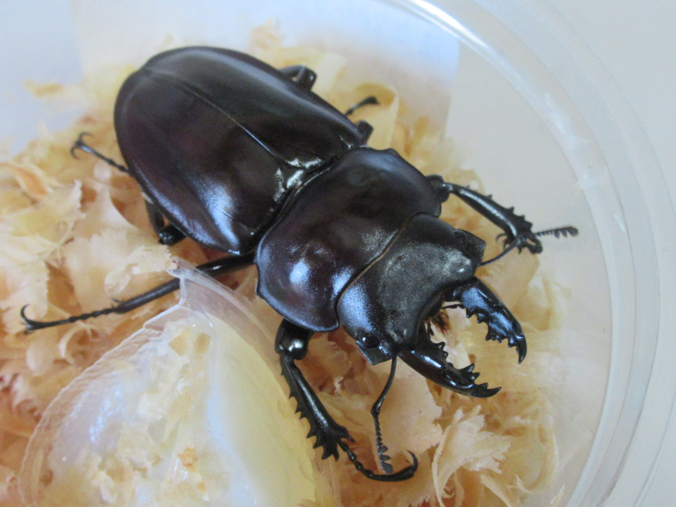 2020年飼育種を振り返る①－ヤエヤママルバネクワガタ