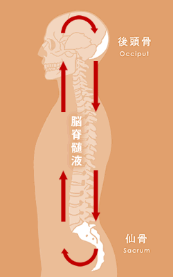 SOT式 骨盤矯正 | くわはらS.O.T.鍼灸整骨院