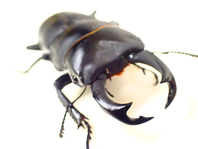 出た！飼育ギネスクラス、富山県産ヒメオオクワガタ 【R3.11.13記】