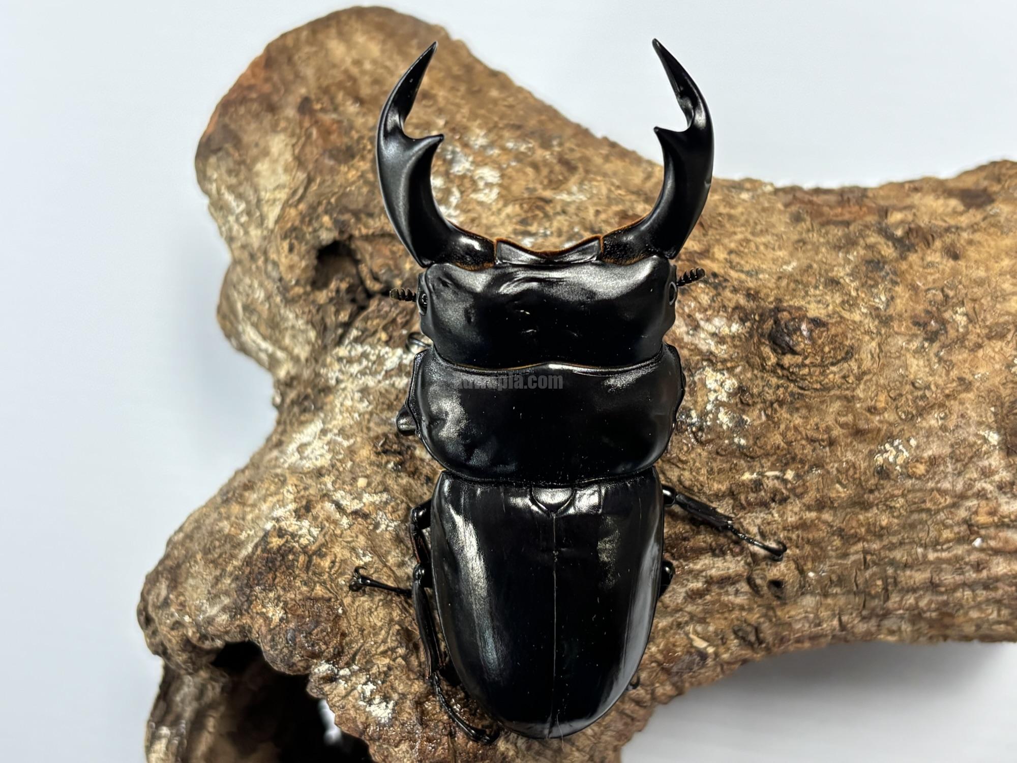 インドアンタエウスオオクワガタペア | くわかぶプラネット