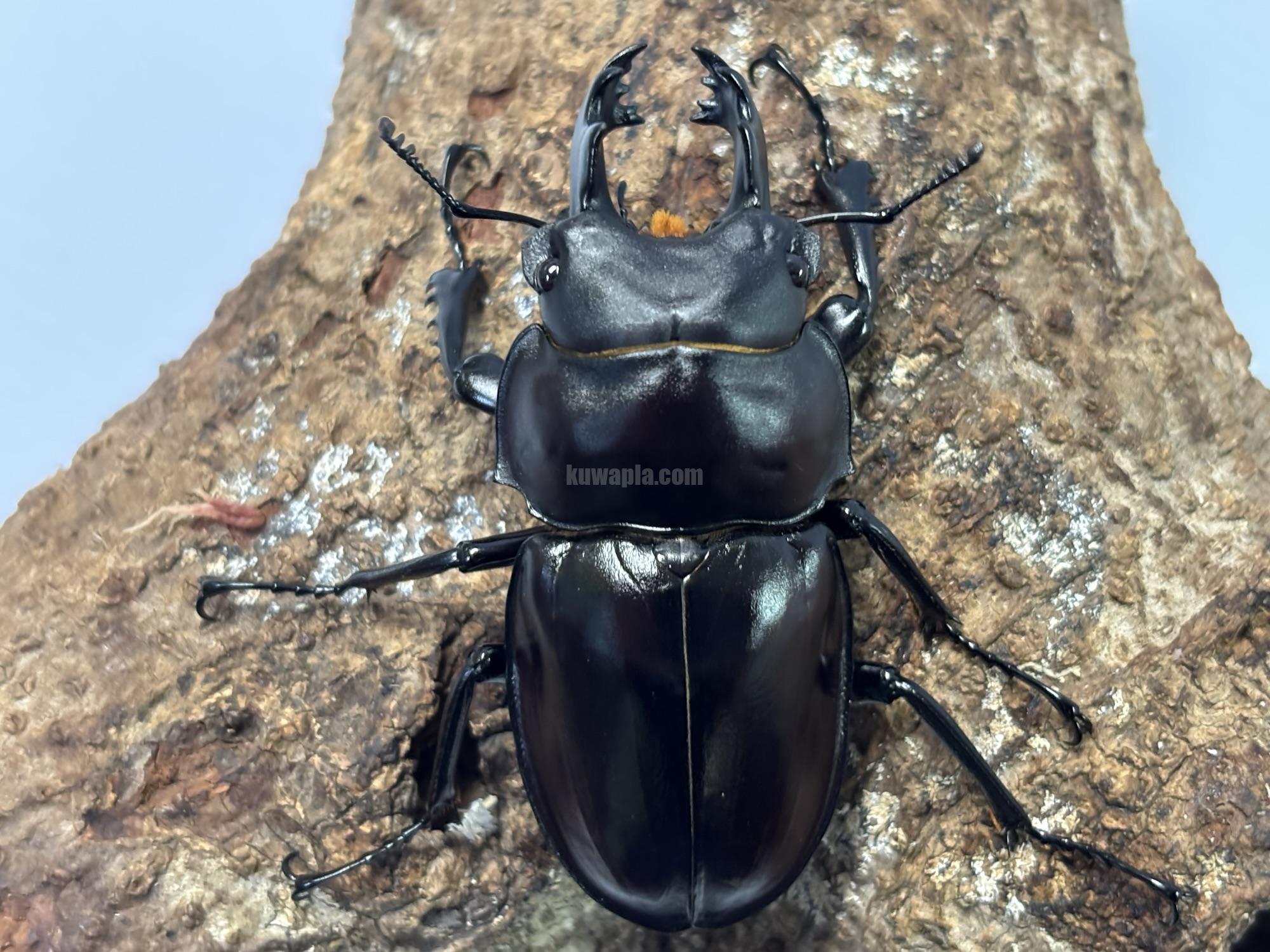 ヤエヤママルバネクワガタペア | くわかぶプラネット