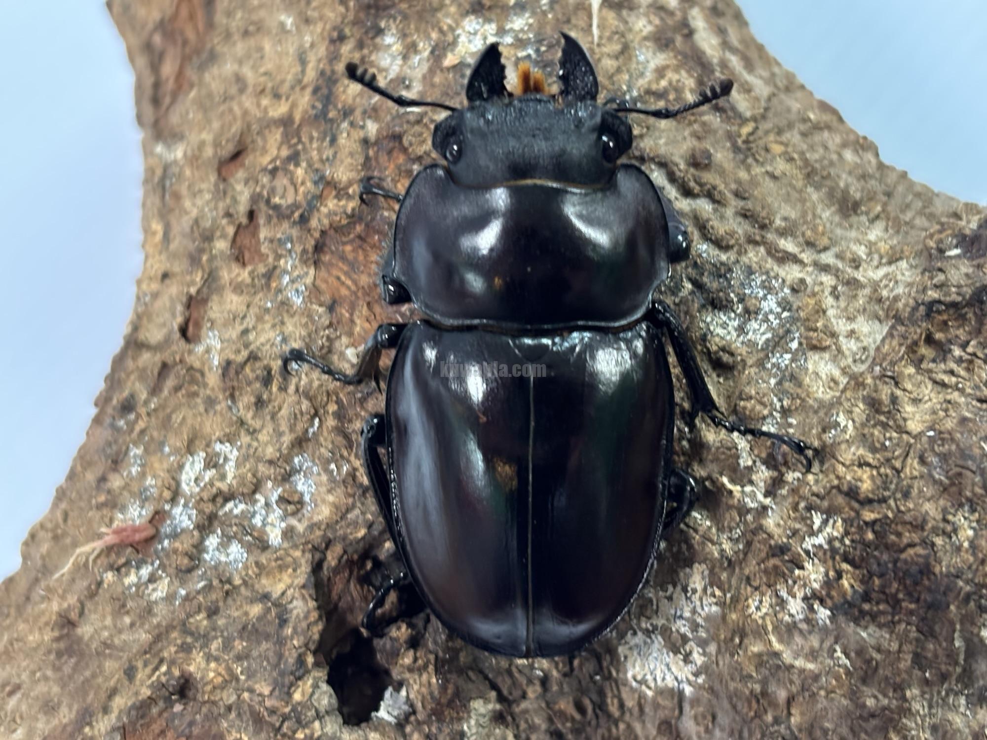 ヤエヤママルバネクワガタペア | くわかぶプラネット