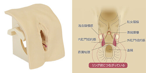 産科婦人科に向けた教材シリーズ | 京都科学