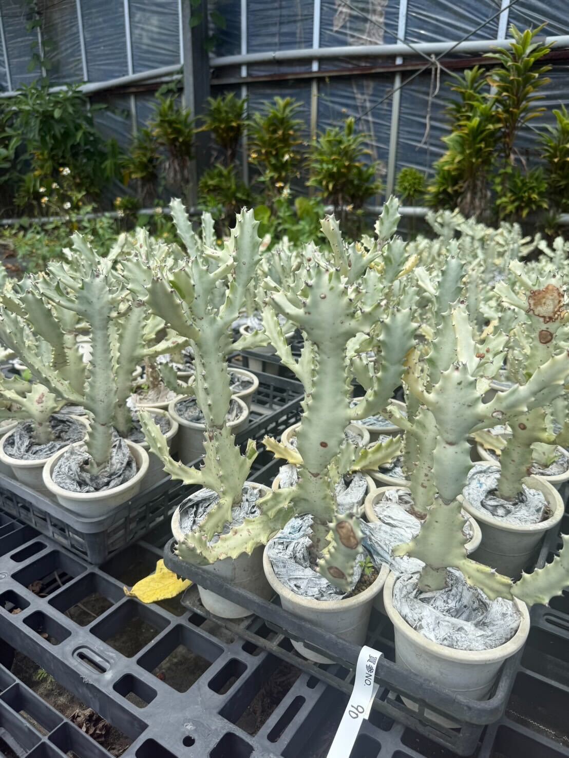 ユーフォルビア ホワイトゴースト – LAND KNOT PLANTS