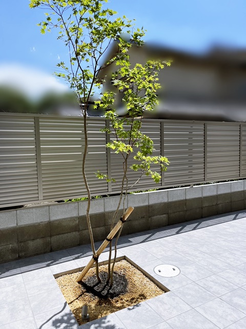 山採り コハウチワカエデ アオダモ 楽天市場】【現品】山採り