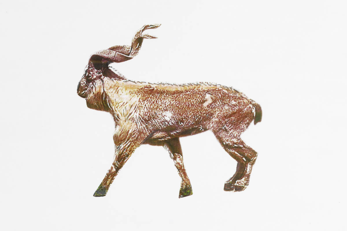 シープホーンとは？野生の山羊について「ステッキに使われる角（つの