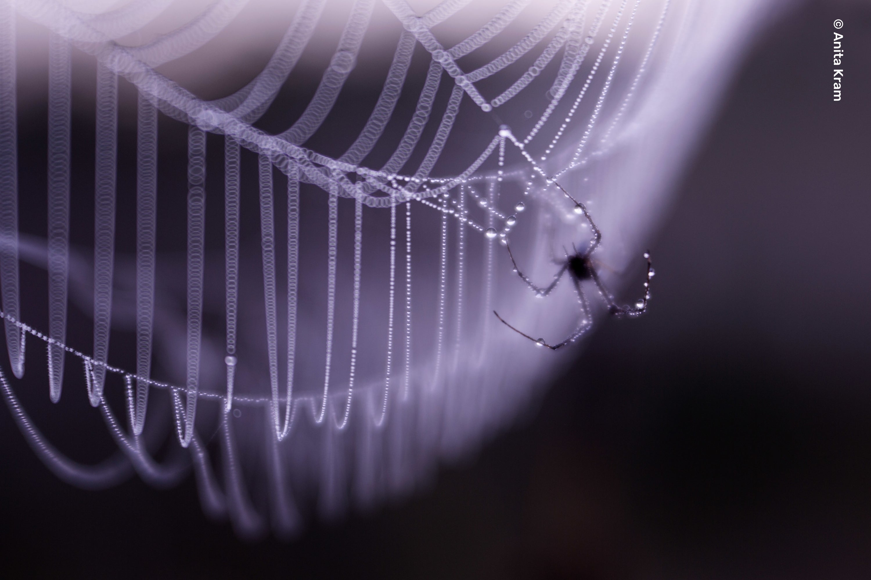 Velvet 56 | Creative Portrait Camera Lens | Lensbaby