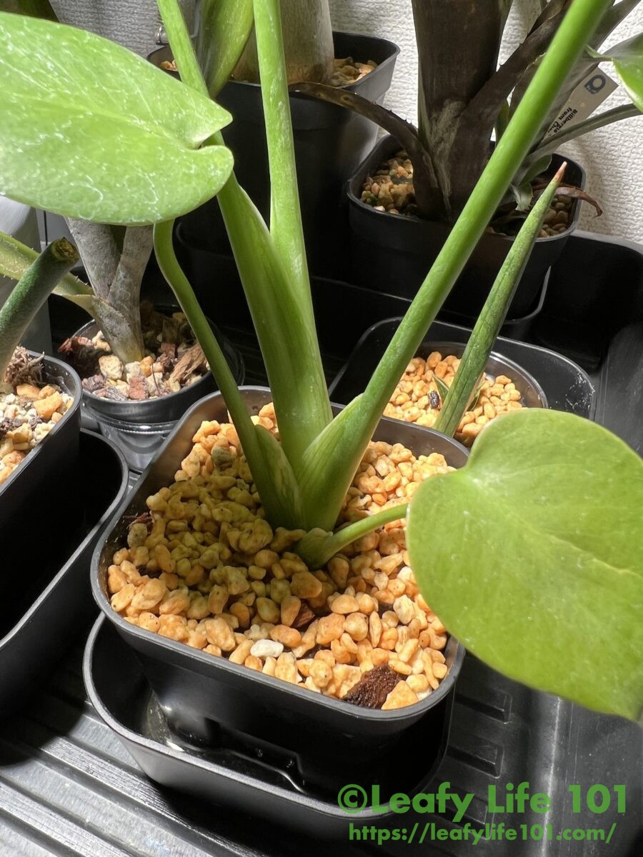 モンステラ・デリシオーサ 実生変異 肉厚丸葉斑入り 成長記録・育て方