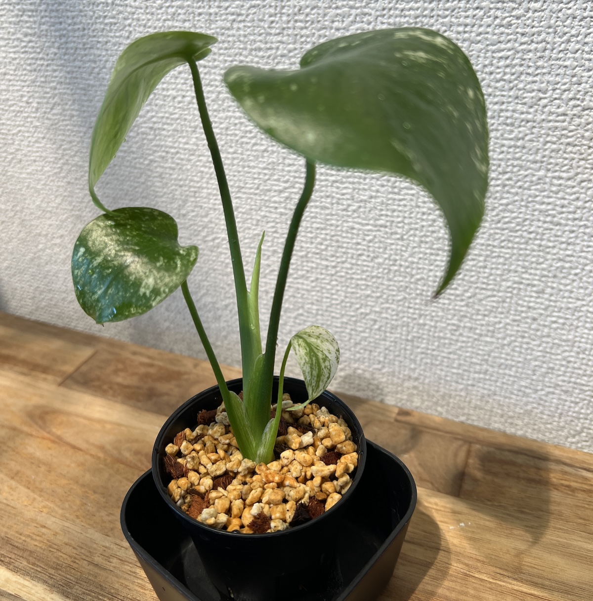 モンステラデリシオーサホワイトモンスター天津蘭 鉢ごと発送