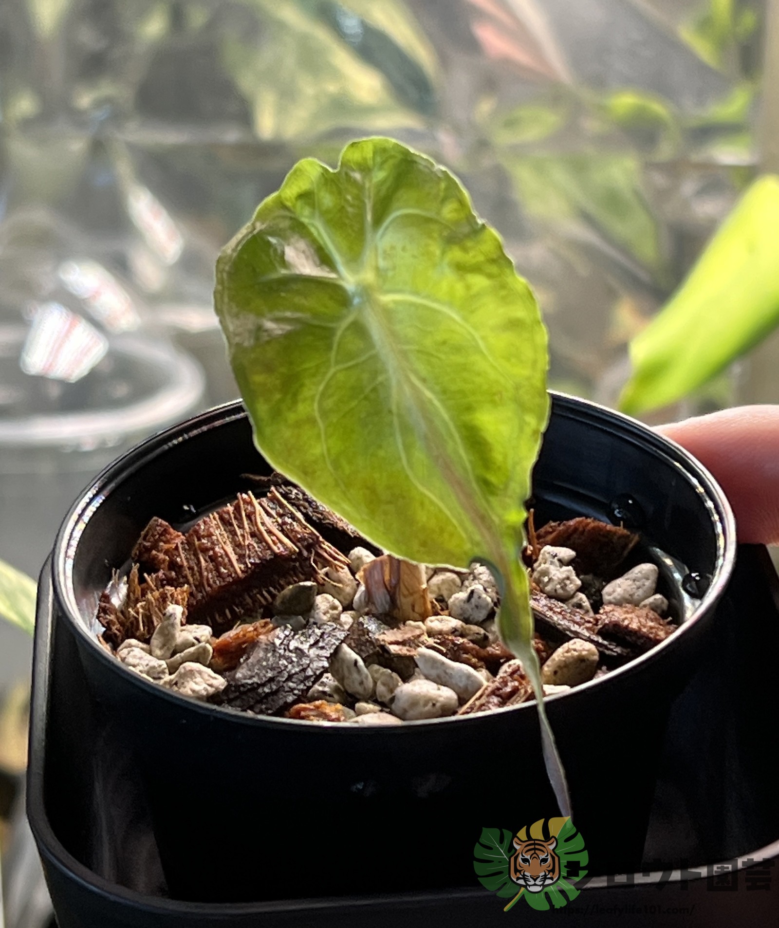 アロカシア 'ベノム (ヴェノム)' 成長記録・育て方 | シロウト園芸