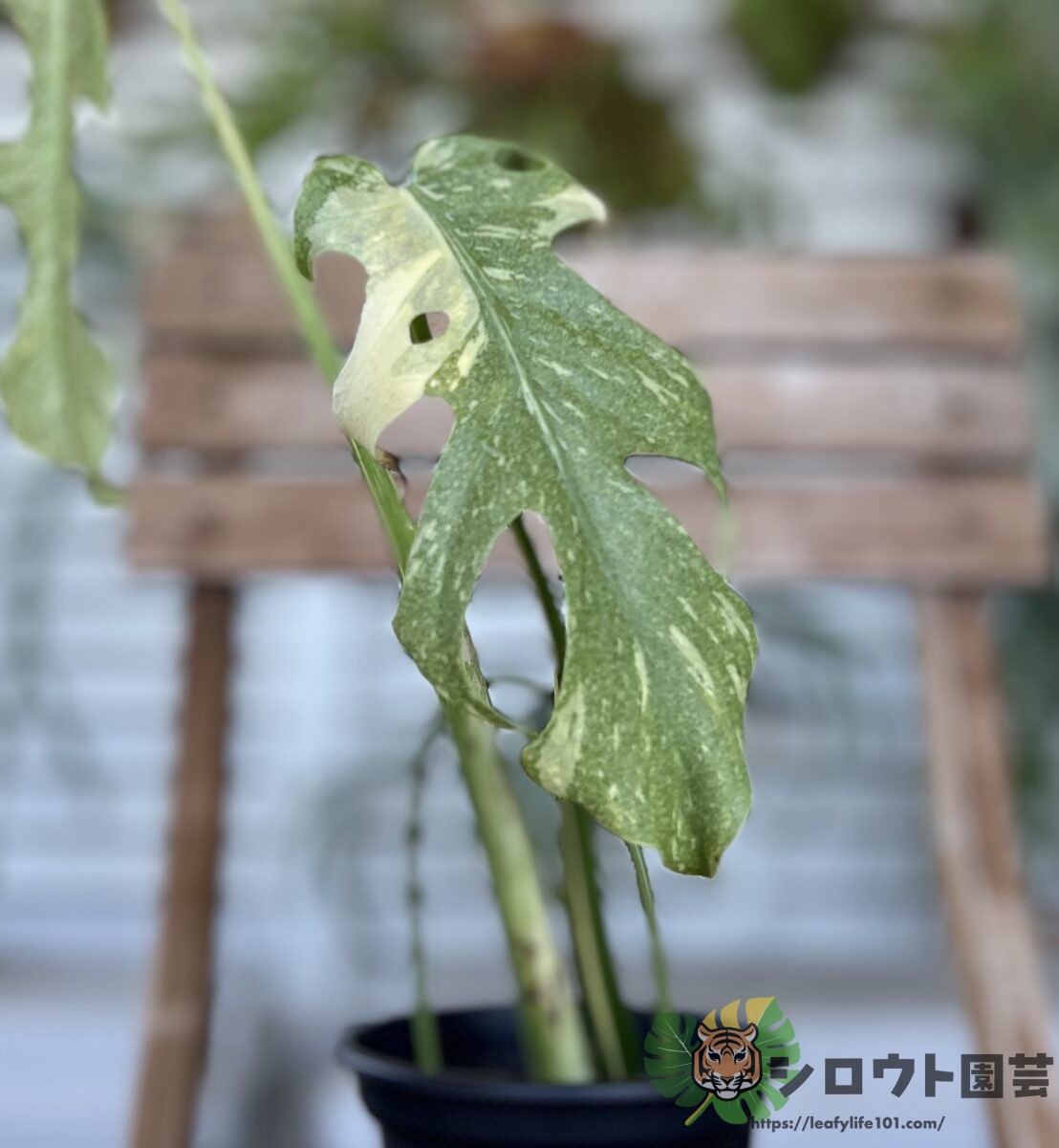 モンステラ・デリシオーサ 'スターライト' 成長記録・育て方