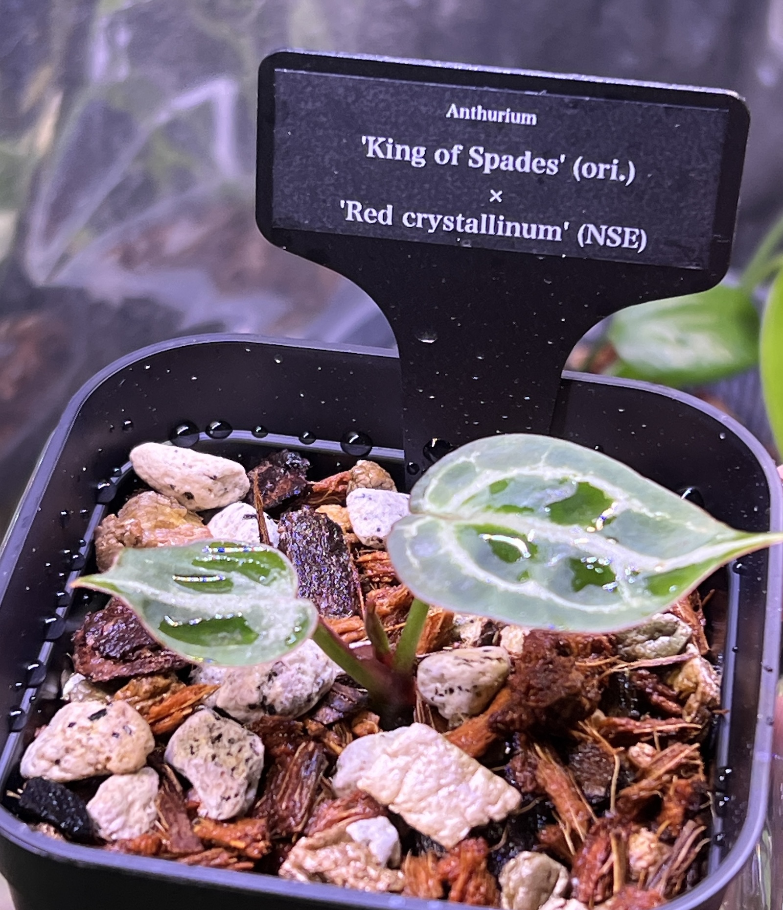 アンスリウム 'King of Spades'(ori.) x 'Red crystallinum'(NSE) 成長