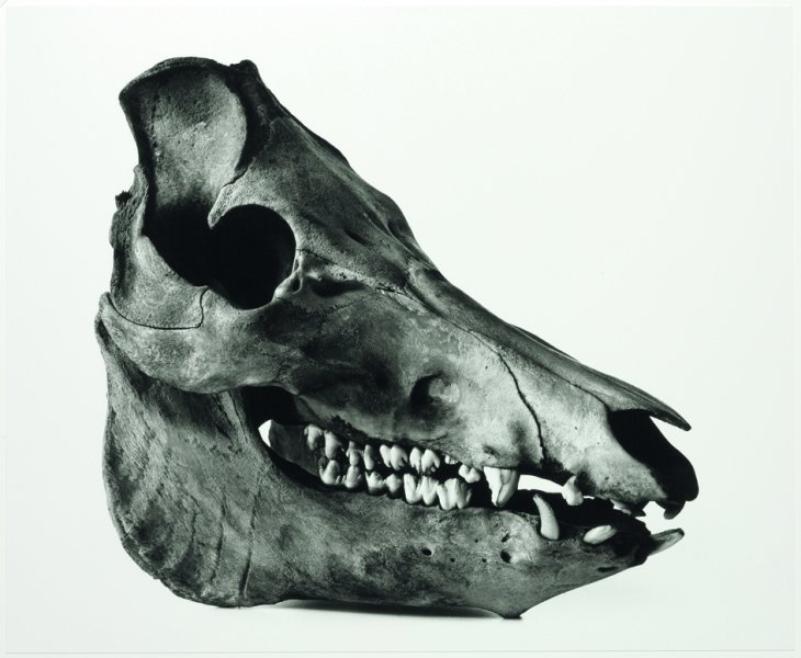 Cranium Architecture | Pinault Collection