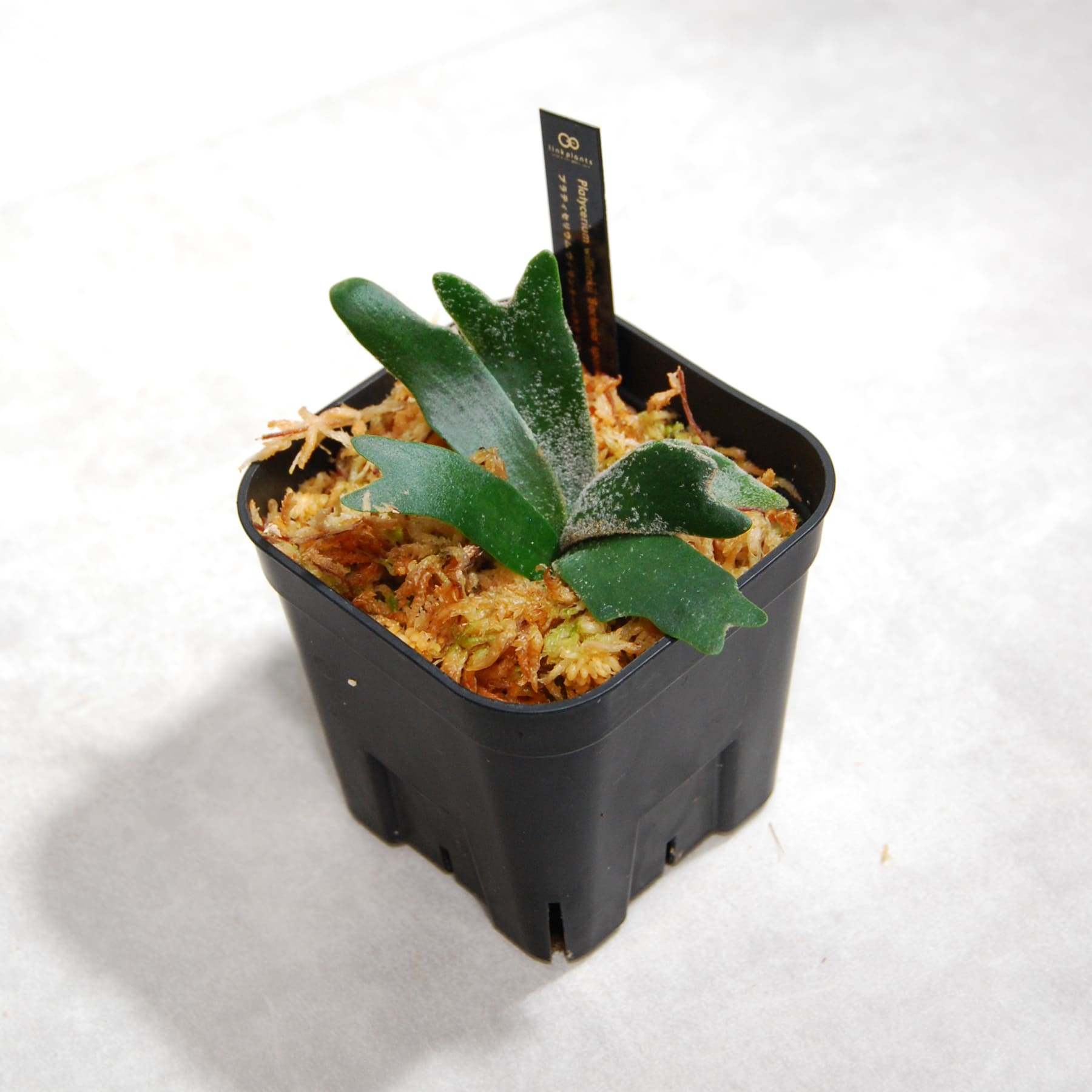 ビカクシダ（プラティセリウム）ウィリンキー バクテリア 60