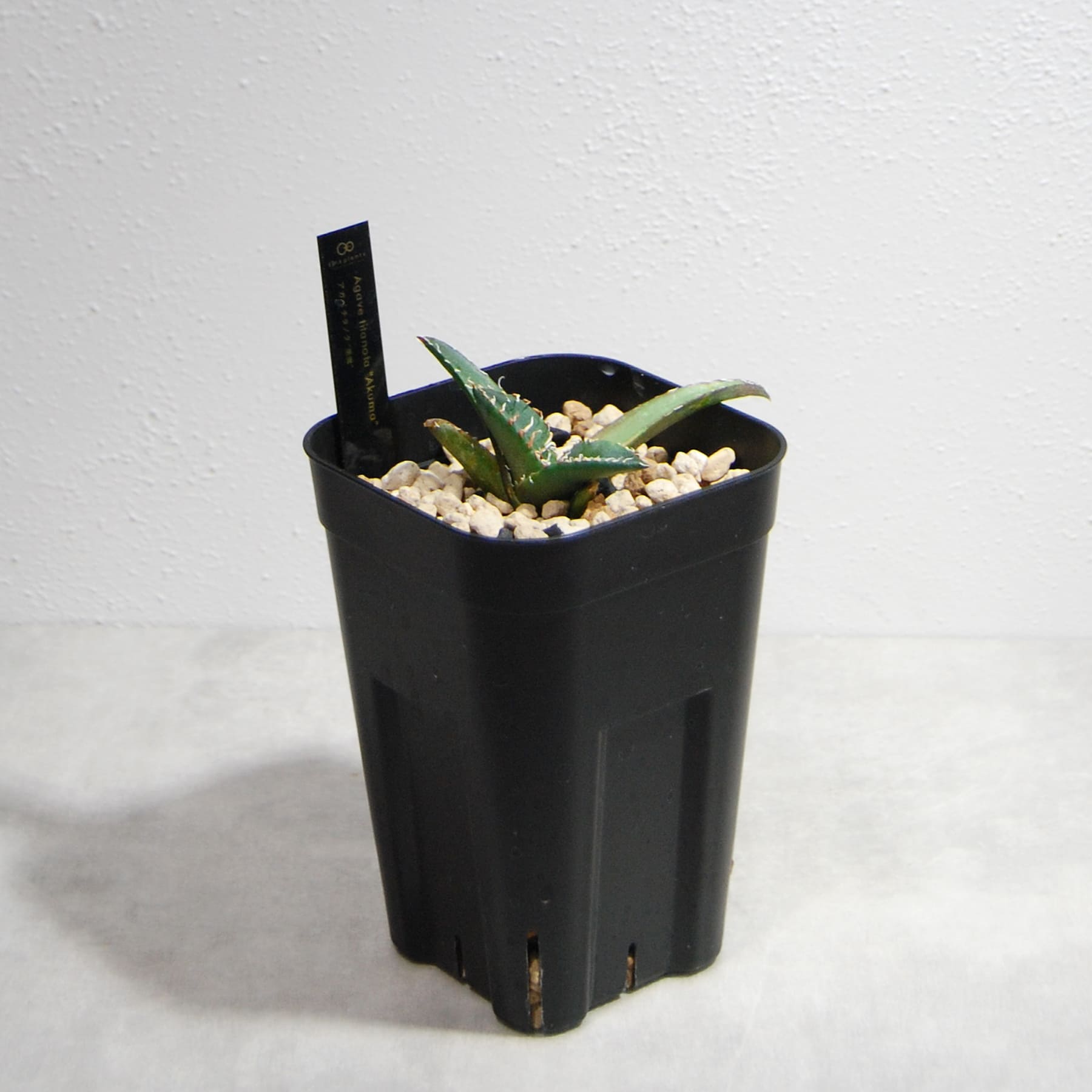 アガベ チタノタ 悪魔（スーパーチタノタ）061 – linkplants -リンク