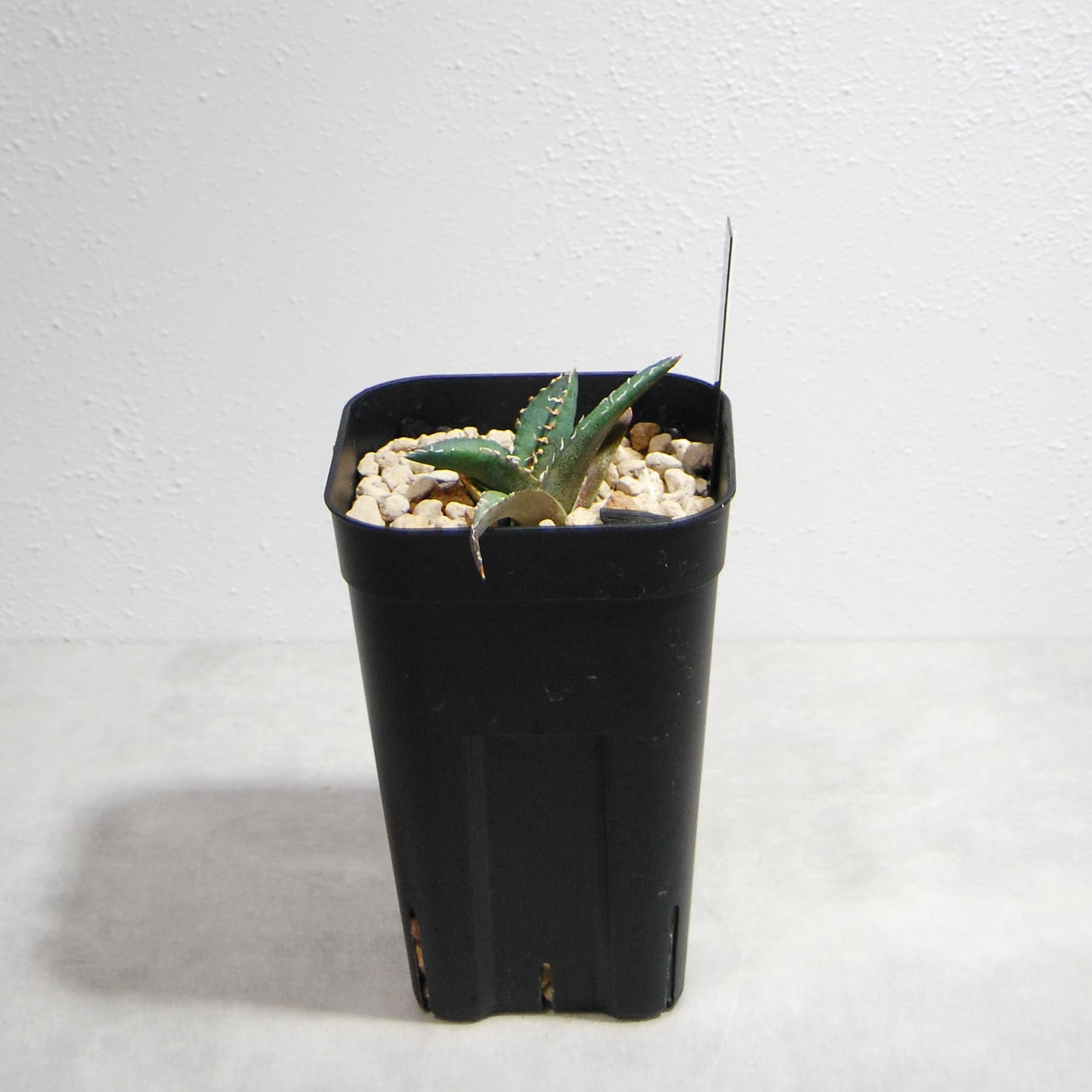 アガベ チタノタ 悪魔（スーパーチタノタ）061 – linkplants -リンク