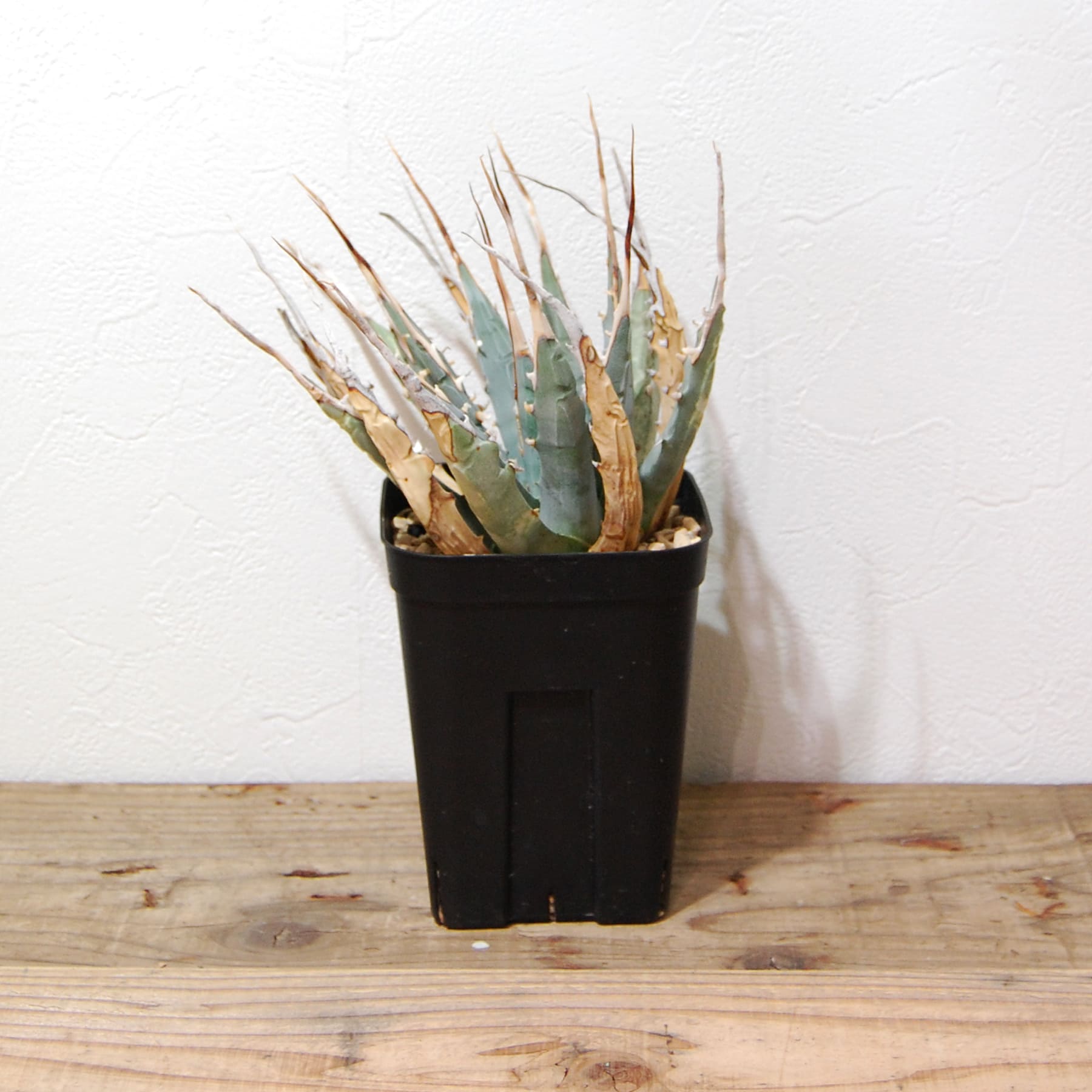 アガベ ユタエンシス エボリスピナ（US株） OS12 – linkplants -リンク