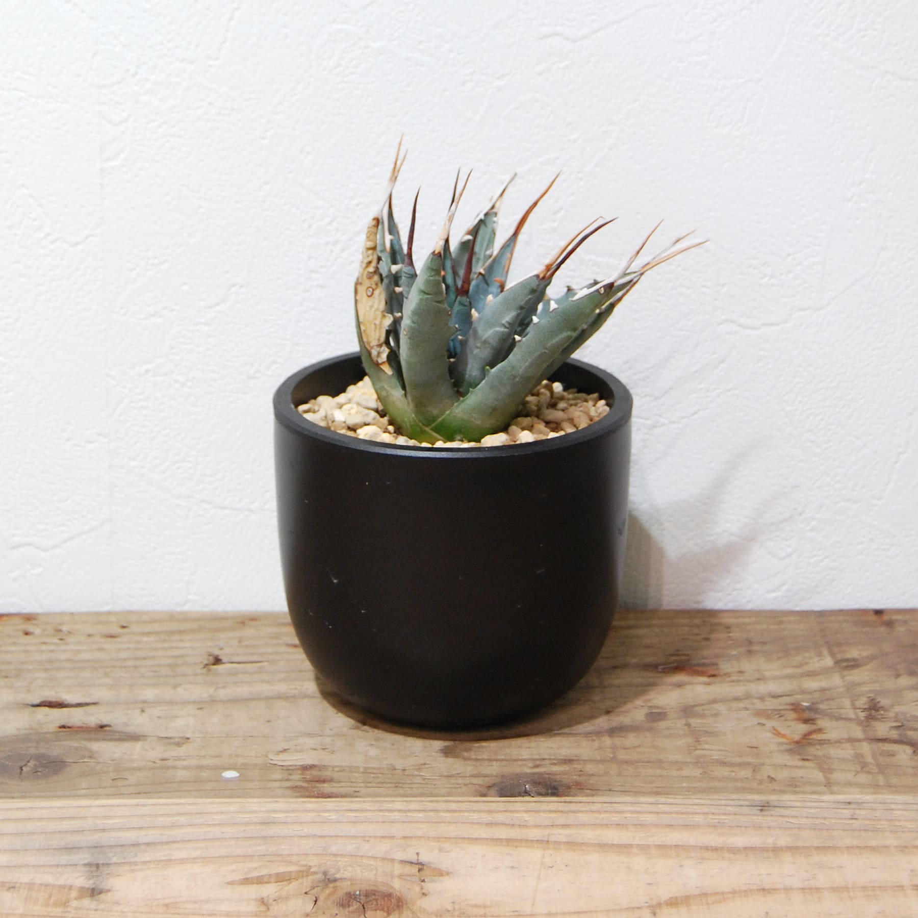 アガベ ユタエンシス エボリスピナ（US株） OS08 – linkplants -リンク