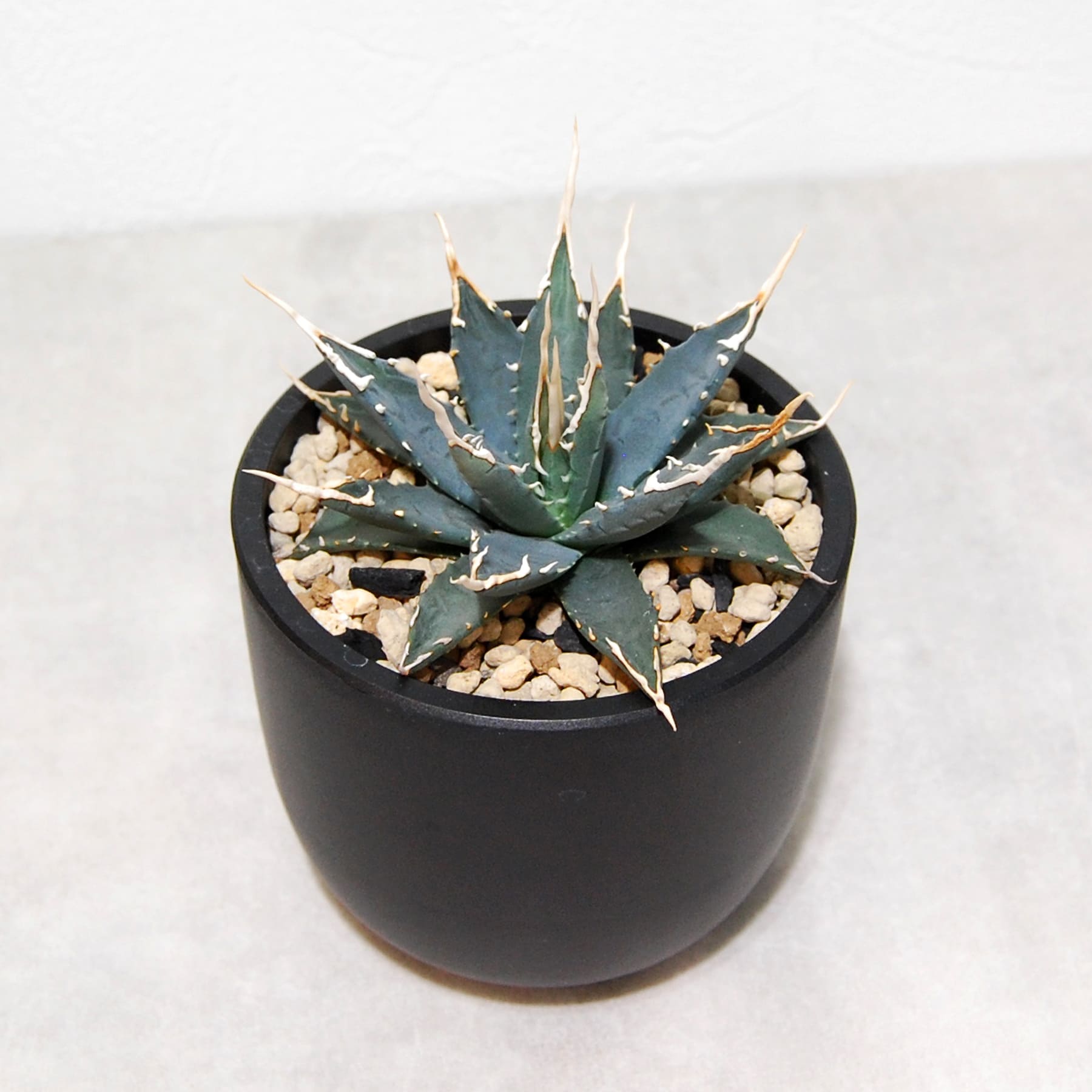 アガベ ユタエンシス エボリスピナ 実生 陽炎選抜 014 – linkplants