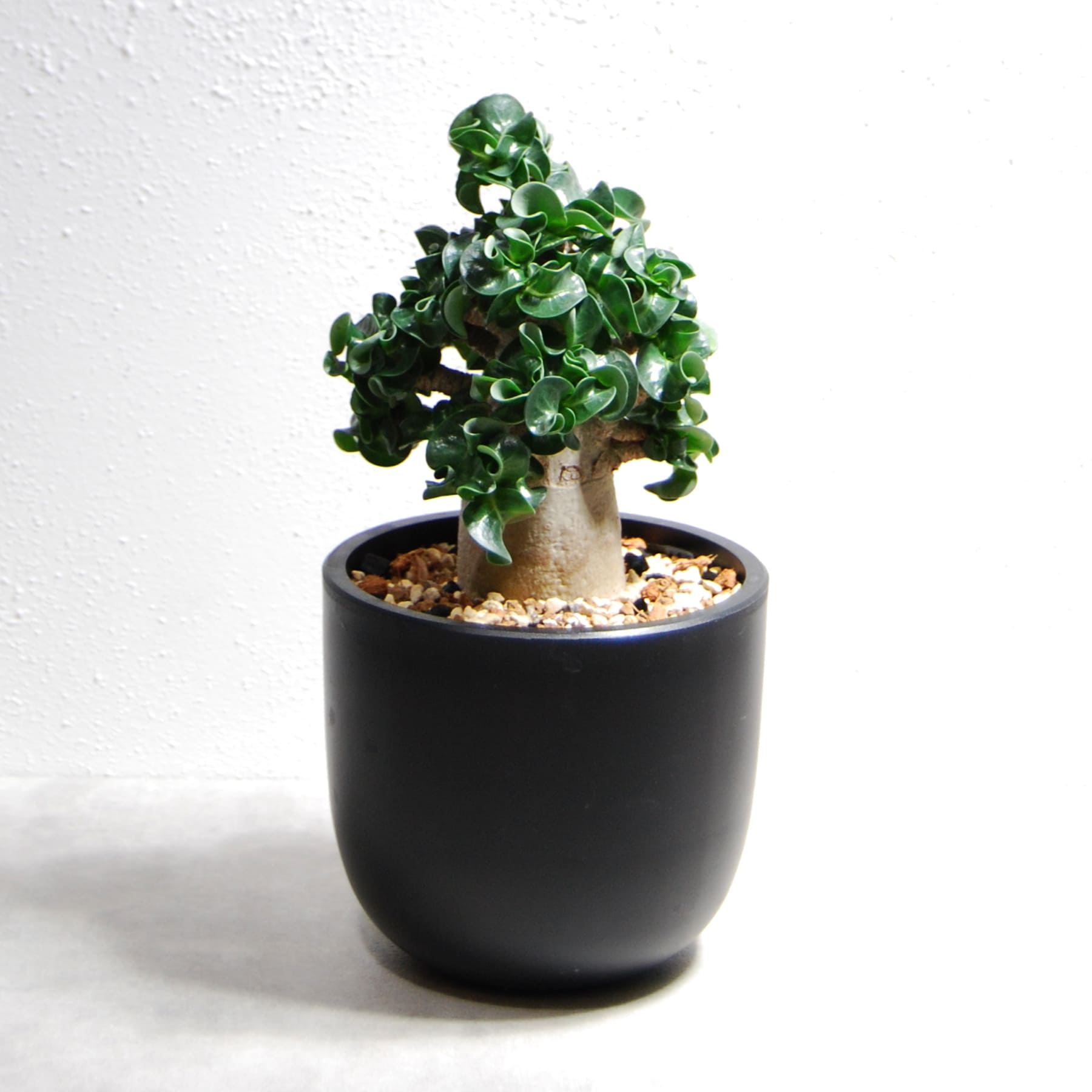 アデニウム アラビカム 獅子葉タイプ（Dorset Horn Adenium【D.H.A