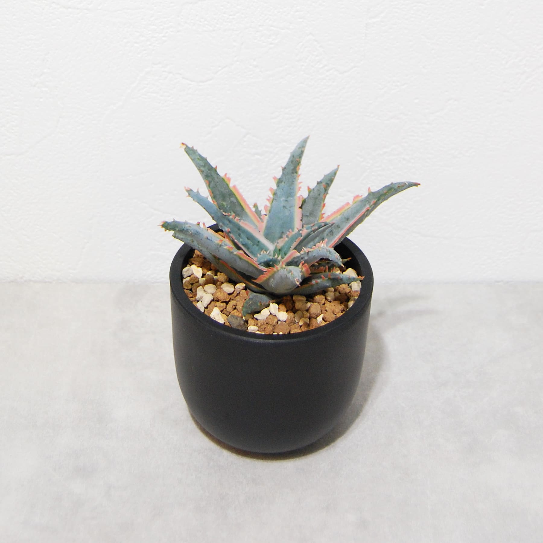 アロエ ハイブリッド【Aloe hybrid】008 – linkplants -リンクプランツ-