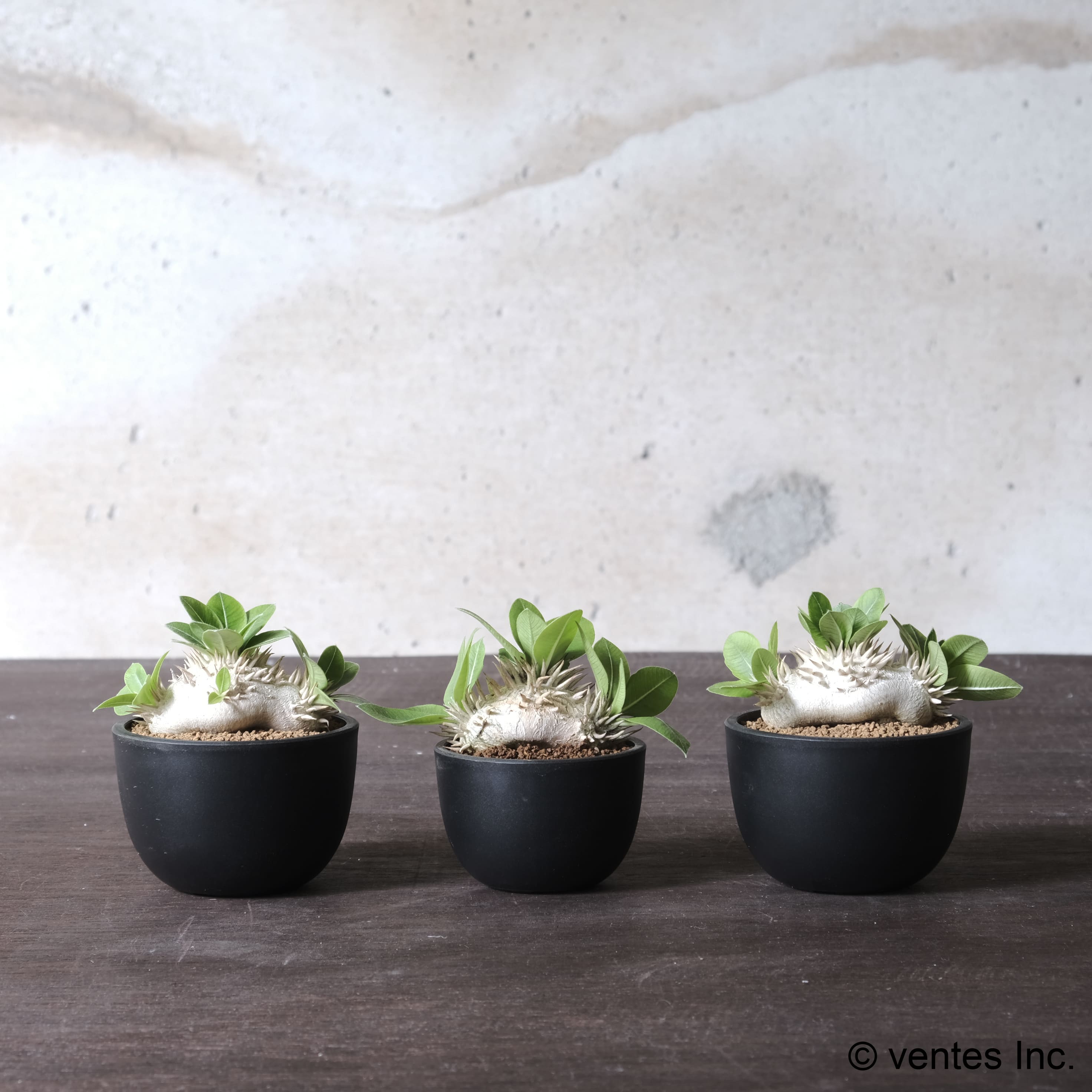 Plastic Pot「BowlLong」Size6 Maceta（マセタ）プラ鉢 – linkplants