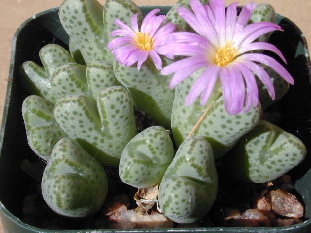 Conophytum - Lithops Living Stones Nursery