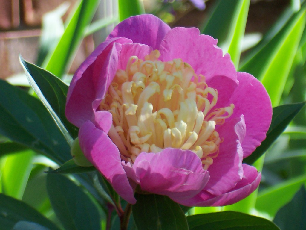 Garden | njstruck | Flickr