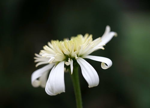 Yashica AF Macro 60/2.8 (Fall 2014) | Flickr