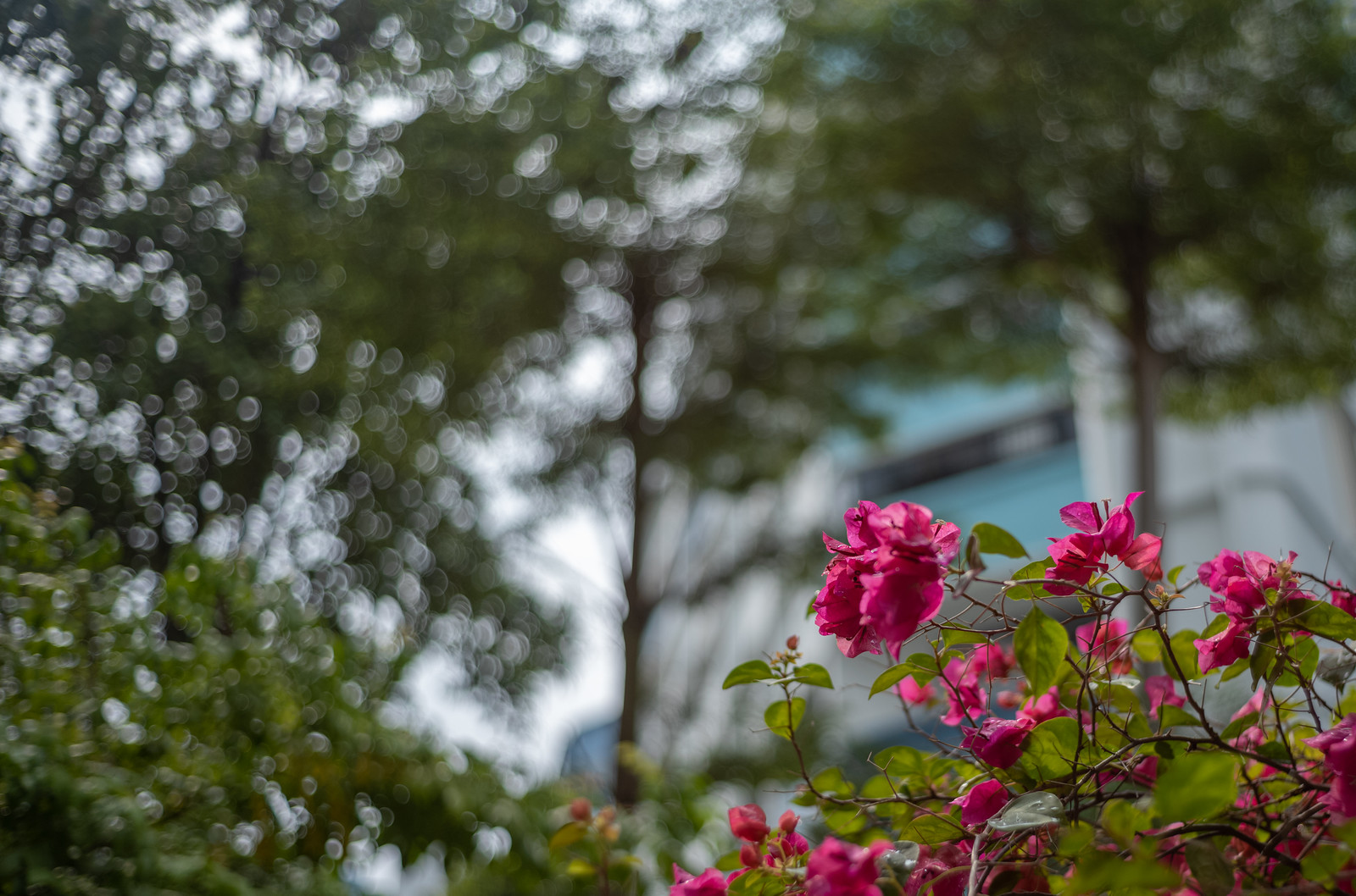 The Leica 35mm F2 v4 Bokeh King review – the accidental King