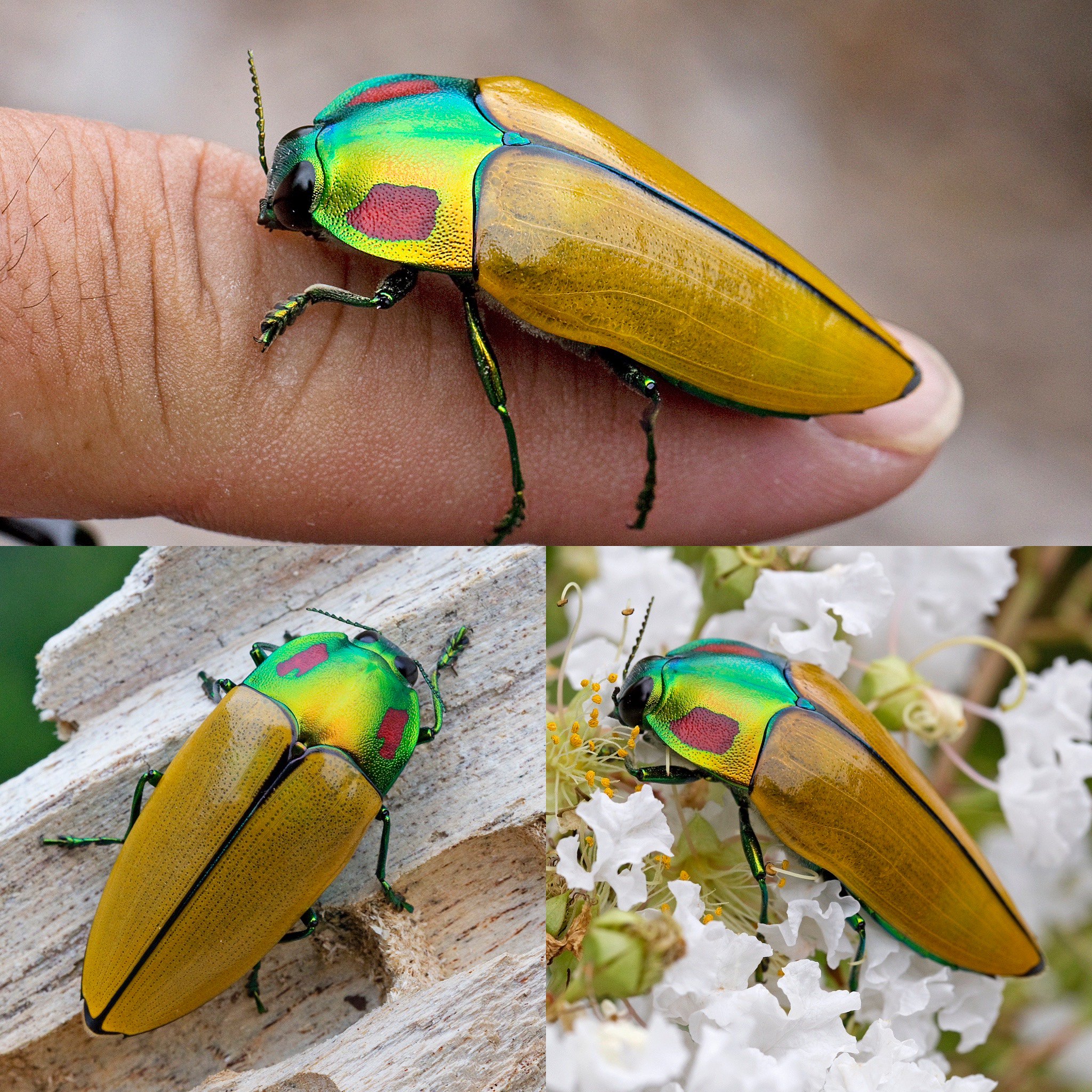 Calodema regalis – Australian Insects