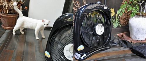 美と健康（新林の滝「龍馬の新風」） : 京丹後のおやじのうんちく日記