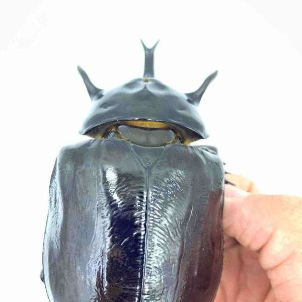 マルスゾウカブト(M,mars) 飼育開始 : GOKUSAISHIKI