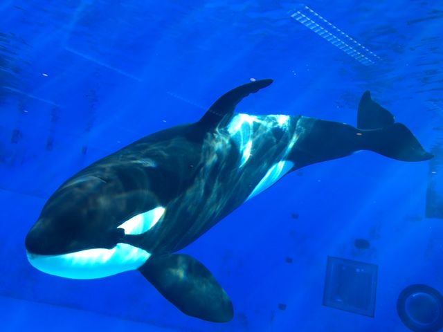 シャチの「アース」を視察 : 横井利明オフィシャルブログ(名古屋市会議員)