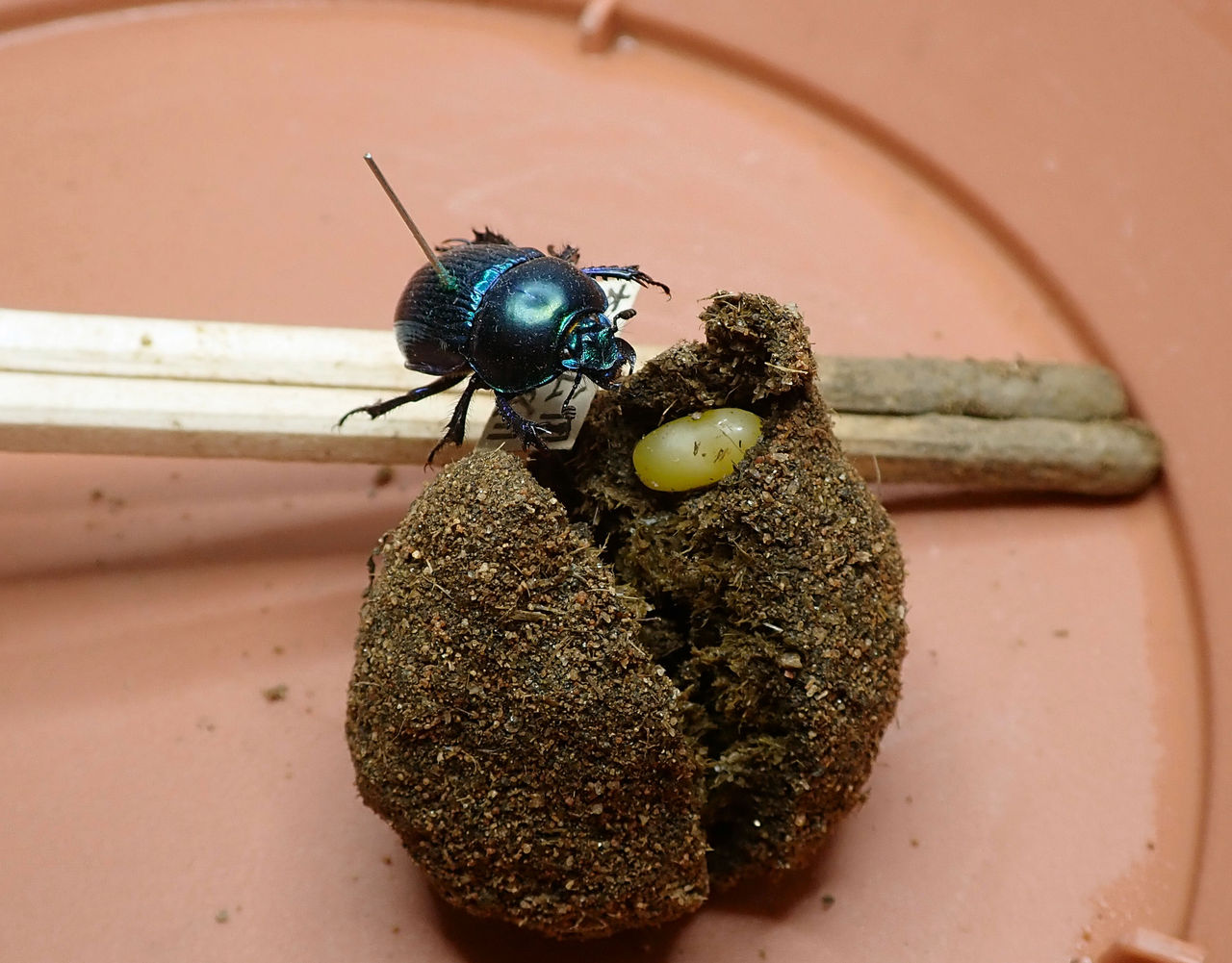 デカい！タマオシコガネの卵 : むしむしブログ
