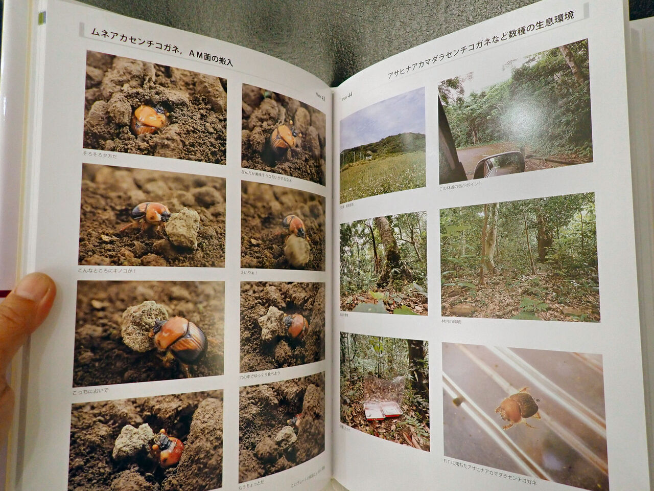 むし社の『日本のセンチコガネとその仲間』（ちょっと宣伝②