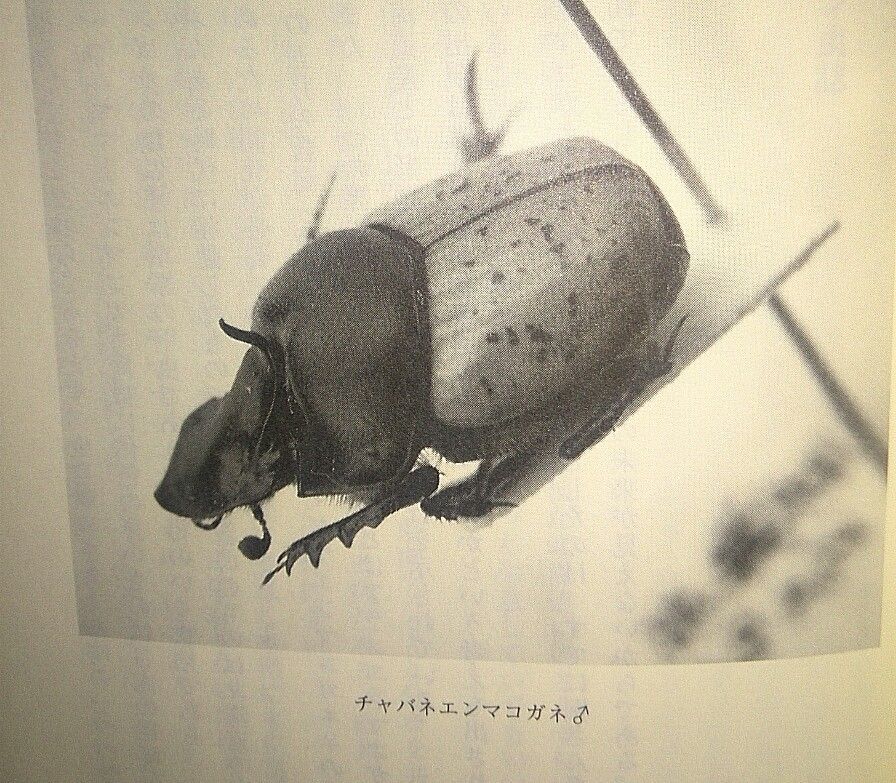 幻か？チャバネエンマコガネ : むしむしブログ