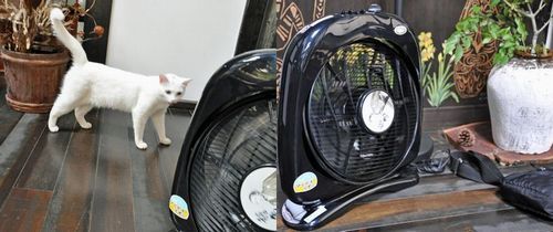 美と健康（新林の滝「龍馬の新風」） : 京丹後のおやじのうんちく日記