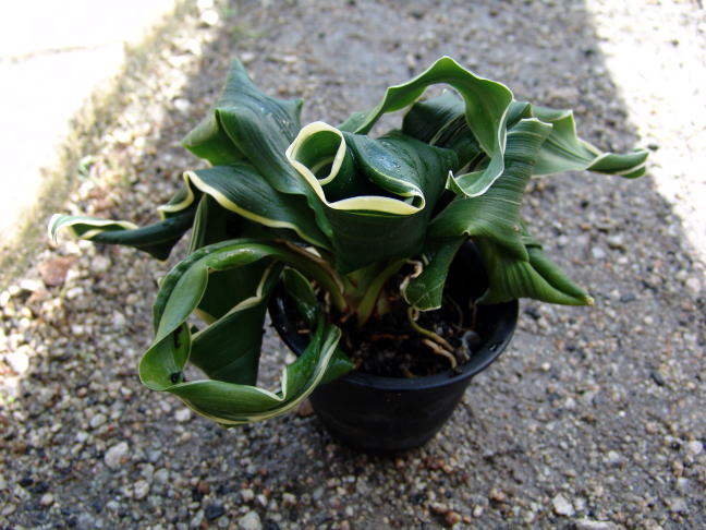 舞子獅子 (まいこじし) Maikojishi – おもとの豊明園（ほうめいえん）